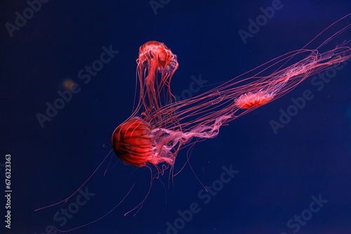 underwater photography of beautiful jellyfish japanese sea nettle chrysaora pacifica