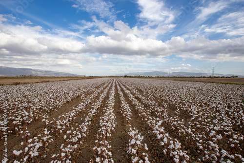 Cotton fields ready for harvest in Izmir - Menemen plain photo
