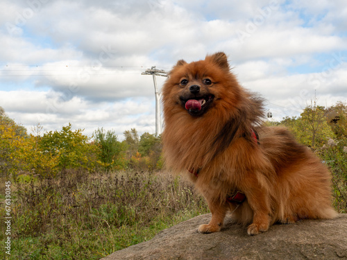 Fototapeta Naklejka Na Ścianę i Meble -  Red Spitz against the background of an autumn landscape. Portrait of a dog sitting on a large stone.