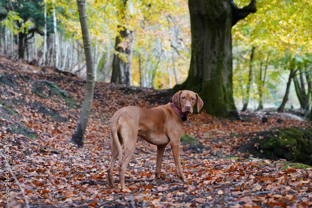 Hunting gun dog vizsla in woodland forest in autumn Hunting gun dog vizsla in woodland forest in autumn