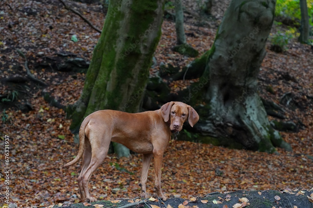Hunting gun dog vizsla in woodland forest in autumn