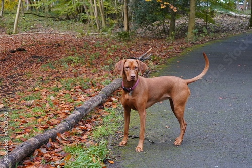 Hunting gun dog vizsla in woodland forest in autumn