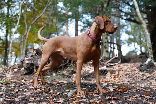 Hunting gun dog vizsla in woodland forest in autumn