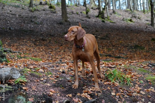 Hunting gun dog vizsla in woodland forest in autumn