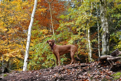 Hunting gun dog vizsla in woodland forest in autumn