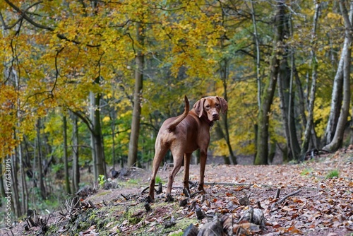 Hunting gun dog vizsla in woodland forest in autumn