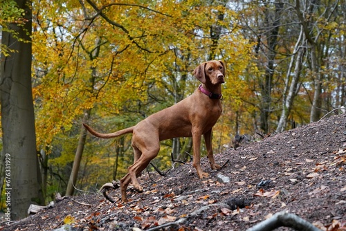Hunting gun dog vizsla in woodland forest in autumn