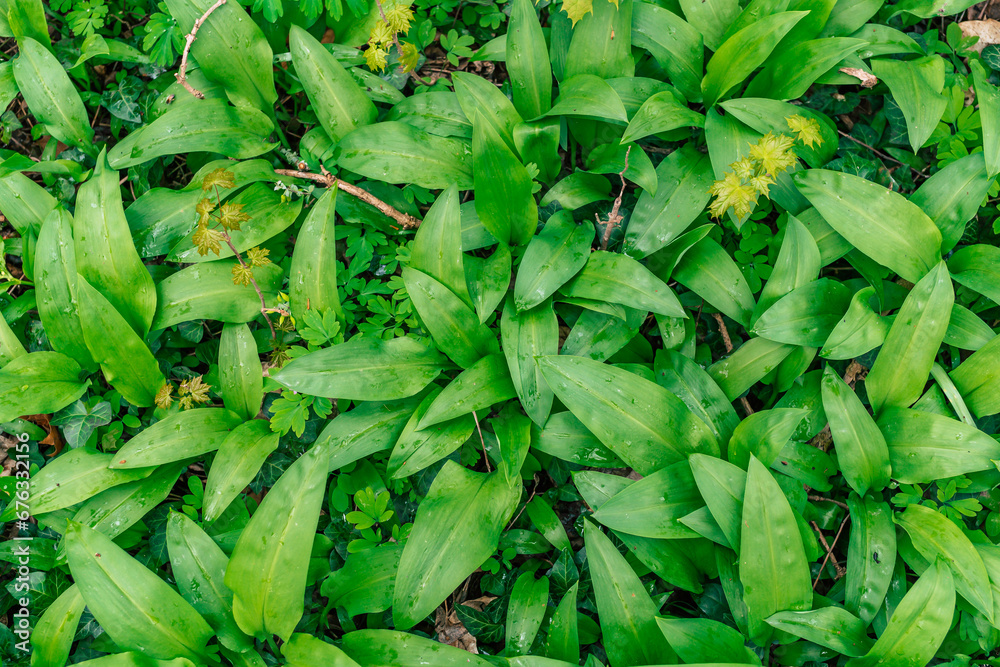 Obraz premium wild garlic in the forest background texture