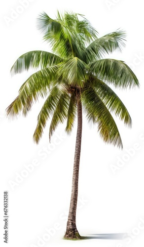 Coconut palm tree, isolated white background, Suitable for use in Decoration work © somkcr