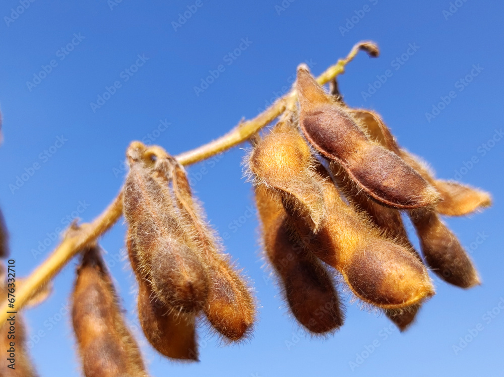Fototapeta premium ripe soybean field in bright autumn day in Vojvodina