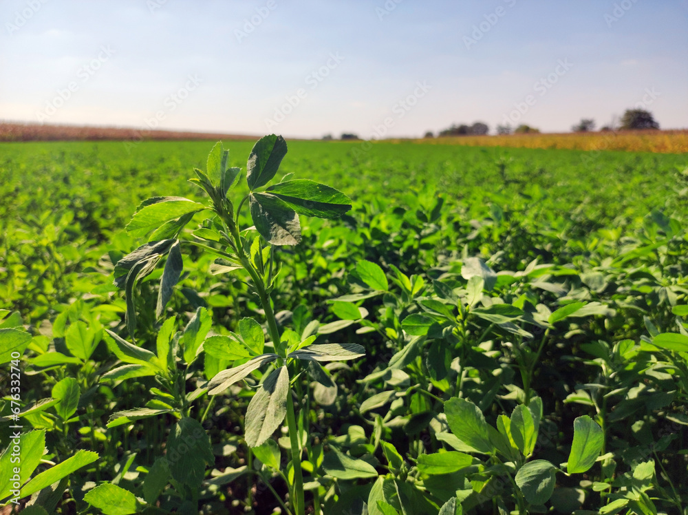 green lucerne field in bright summer day in Vojvodina green lucerne field in bright summer day in Vojvodina