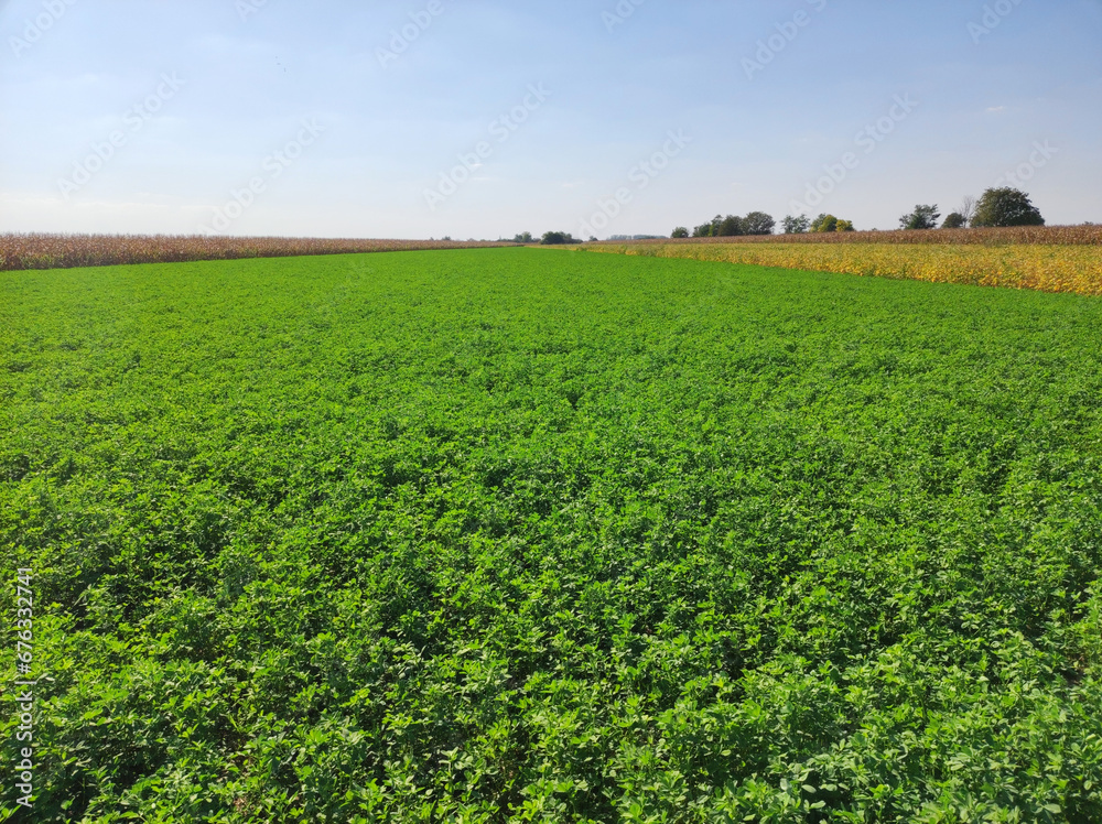 green lucerne field in bright summer day in Vojvodina