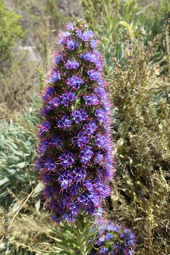 California Wild Flower photo