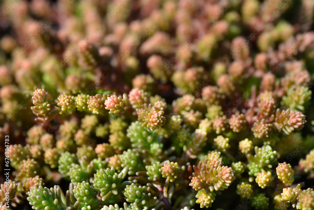 Tasteless stonecrop leaves