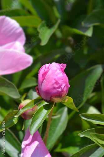 Fragrant peony flower bud © nahhan