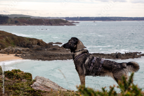 Young Dog on the coastal walk gr in France, Brittany