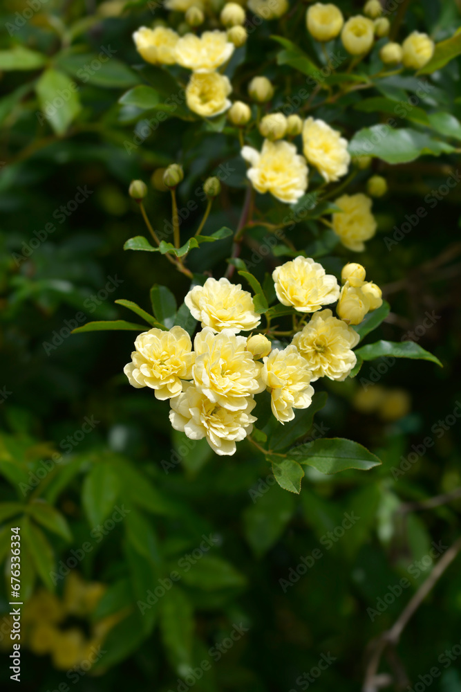 Lady Banks rose flowers