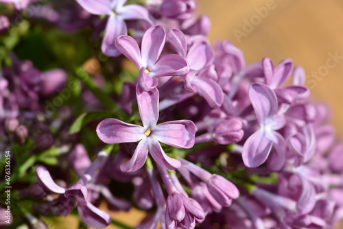 Pink lilac flowers