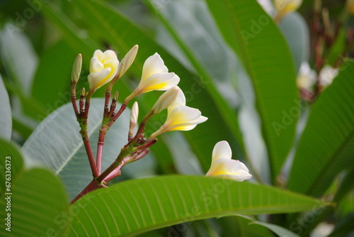 Plumeria is a genus of flowering plants in the dogbane family, Apocynaceae It contains seven or eight species of mainly deciduous shrubs and small trees photo