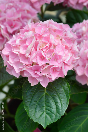 French hydrangea flowers