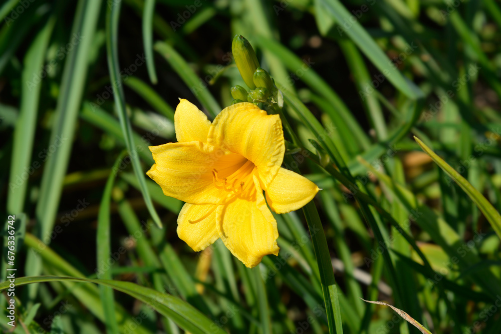 Fototapeta premium Daylily Stella de Oro flower