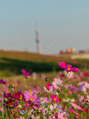秋桜がある風景