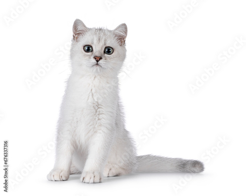 Adorable silver shaded British Shorthair cat kitten, sitting up straight facing front. Looking towards camera. Isolated on a white background. © Nynke