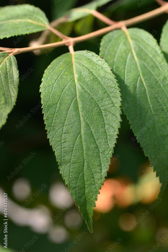 Japanese snowball Kilimandjaro Sunrise leaves Japanese snowball Kilimandjaro Sunrise leaves