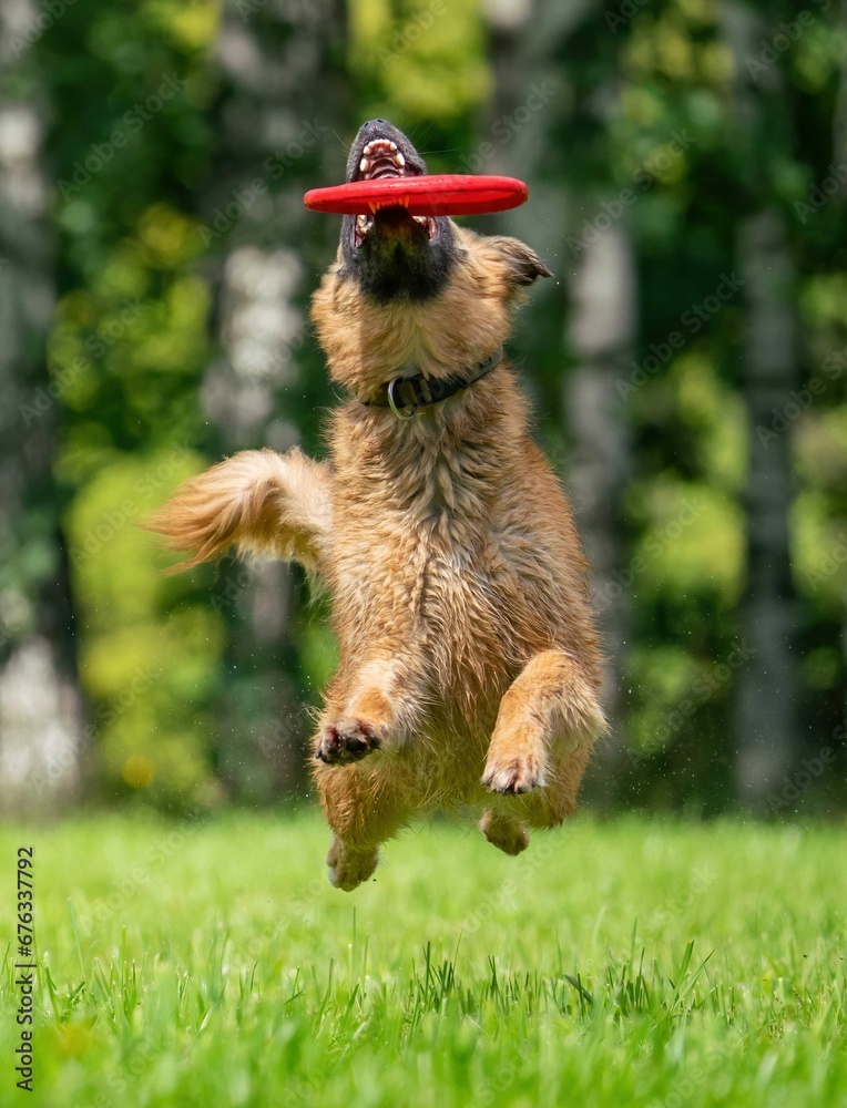 Dog catches a Frisbee disc
