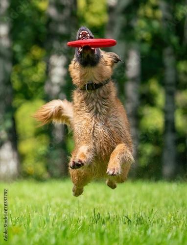 Obraz na płótnie Dog catches a Frisbee disc w salonie
