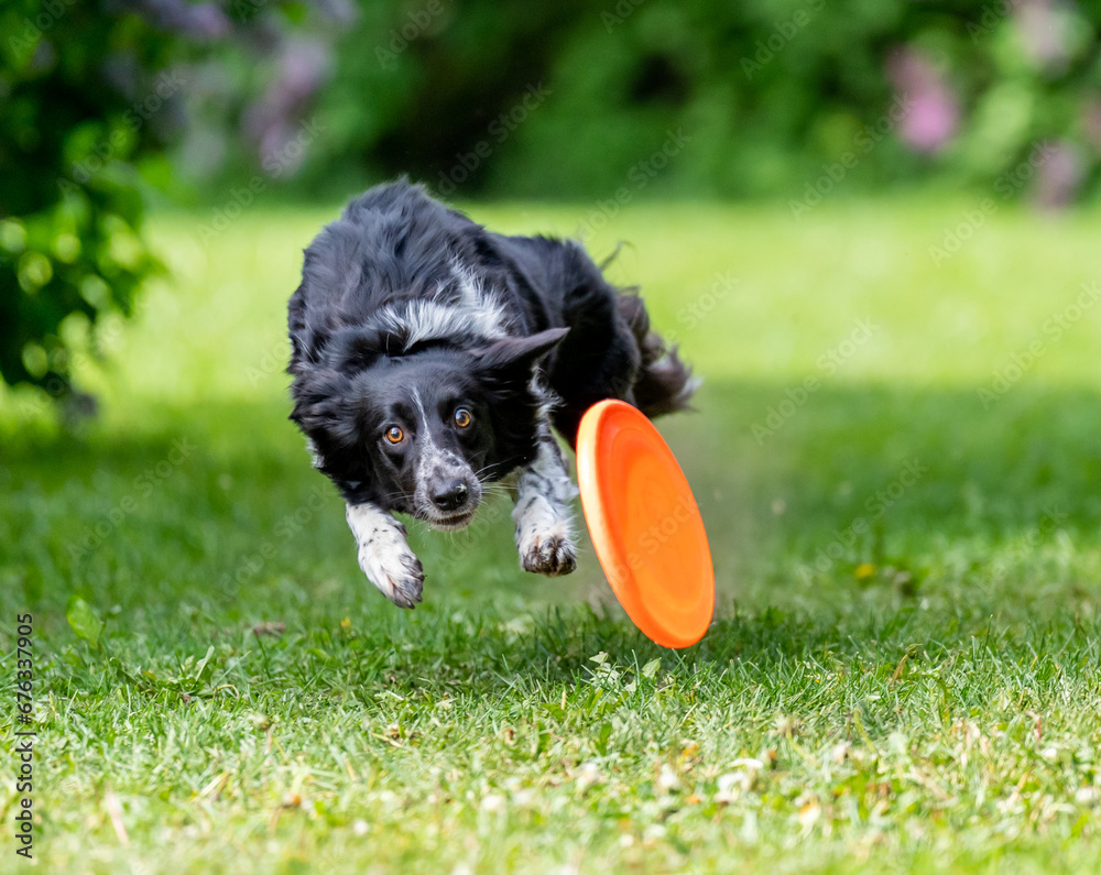 Dog catches a Frisbee disc