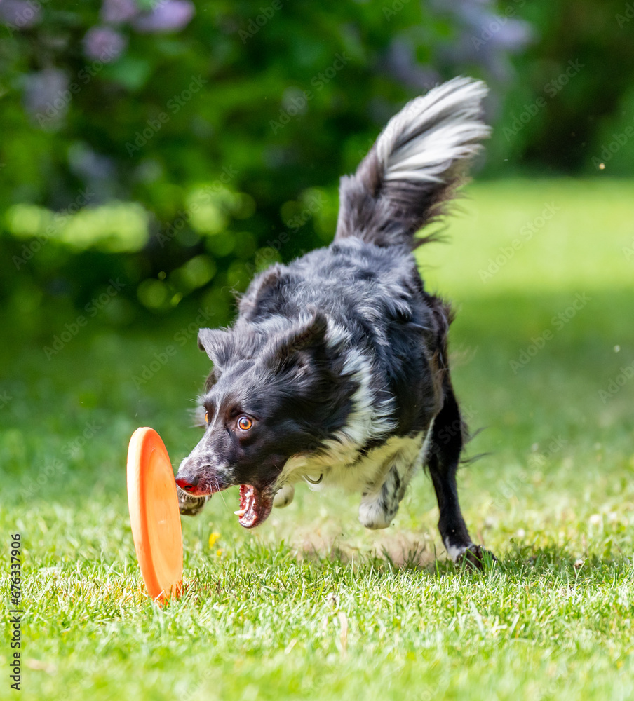 Dog catches a Frisbee disc
