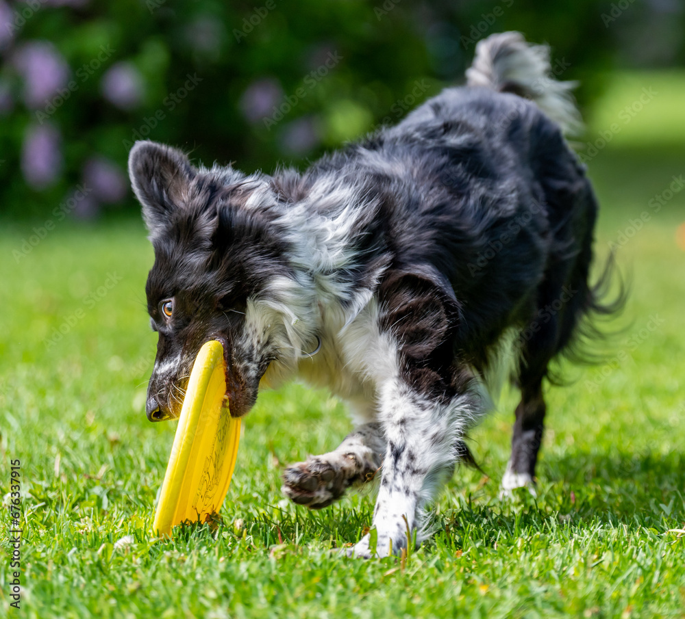 Dog catches a Frisbee disc