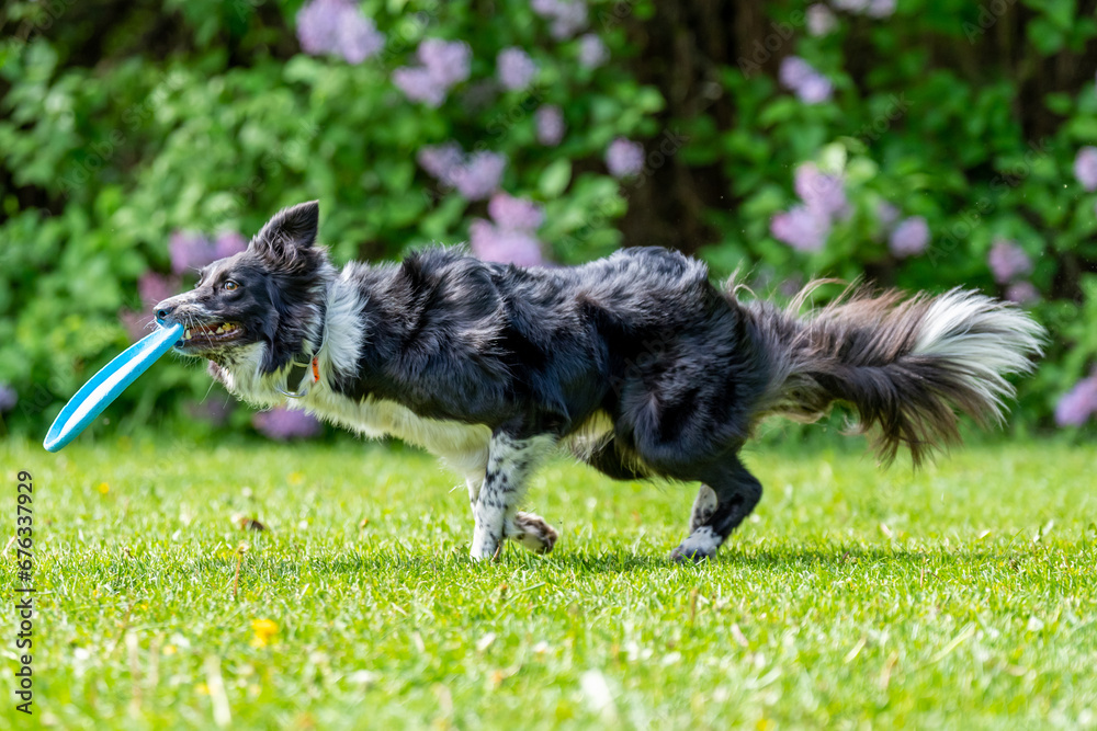 Dog catches a Frisbee disc