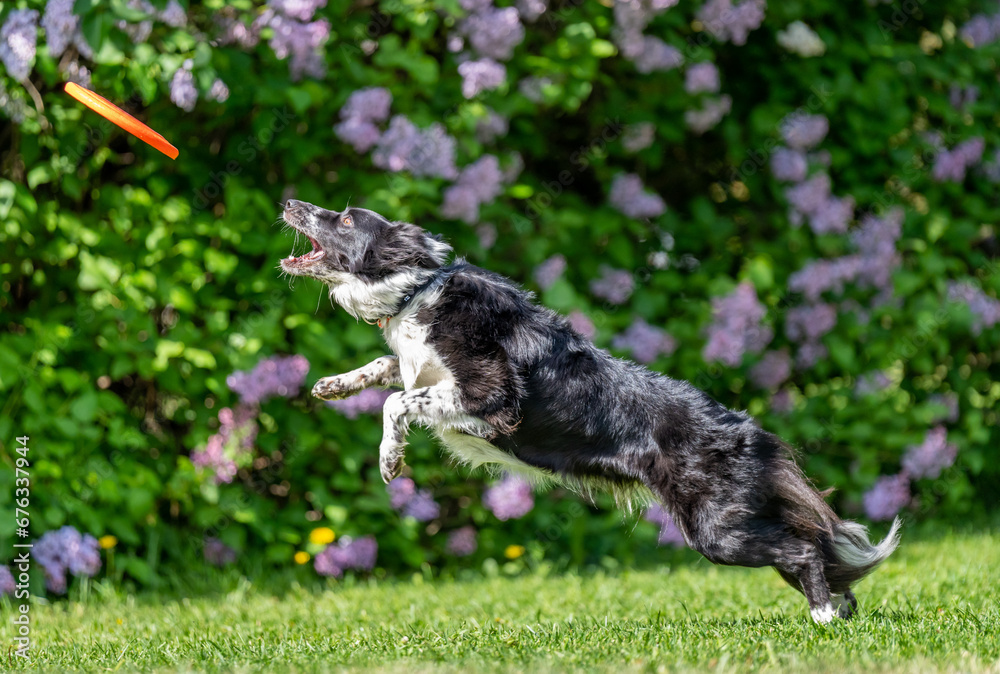Dog catches a Frisbee disc