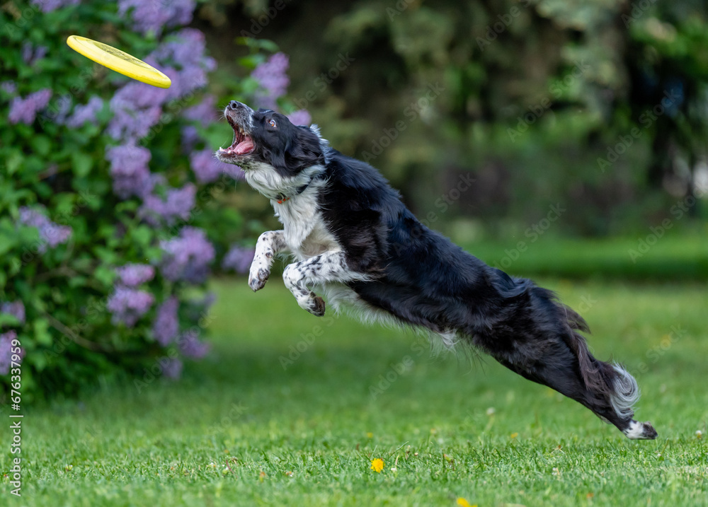 Dog catches a Frisbee disc