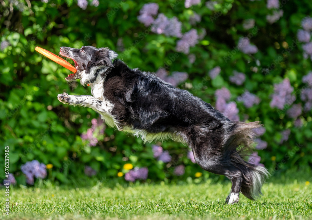 Dog catches a Frisbee disc