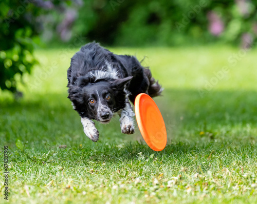 Obraz na płótnie Dog catches a Frisbee disc w salonie