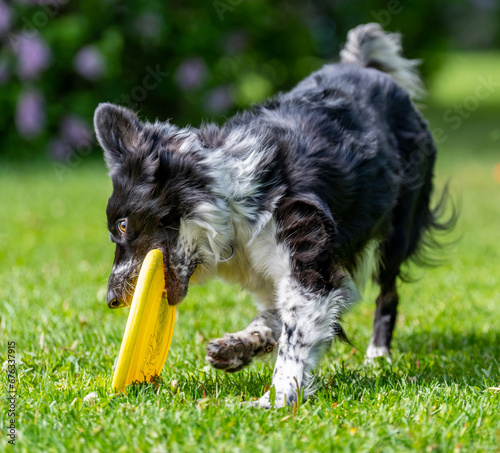 Obraz na płótnie Dog catches a Frisbee disc w salonie