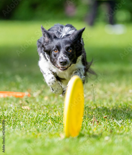 Dog catches a Frisbee disc