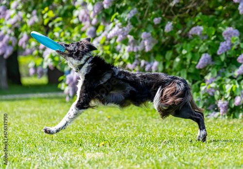 Obraz na płótnie Dog catches a Frisbee disc w salonie