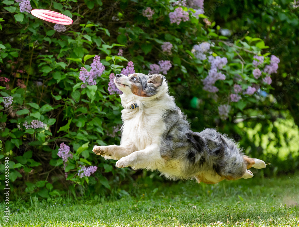 Dog catches a Frisbee disc