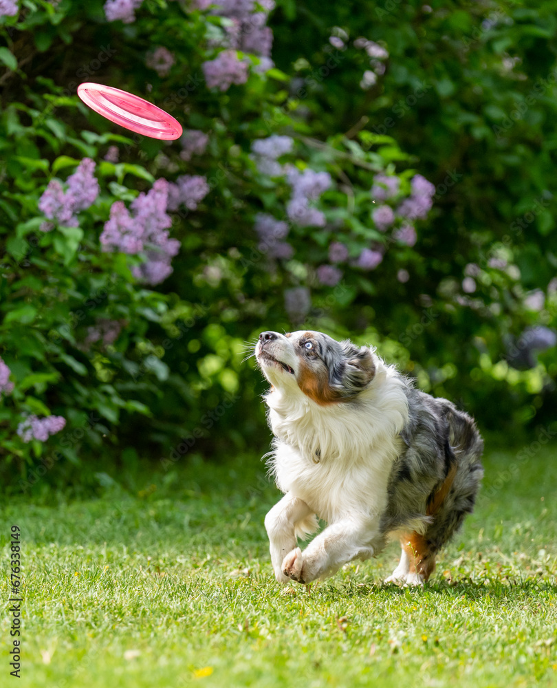 Dog catches a Frisbee disc