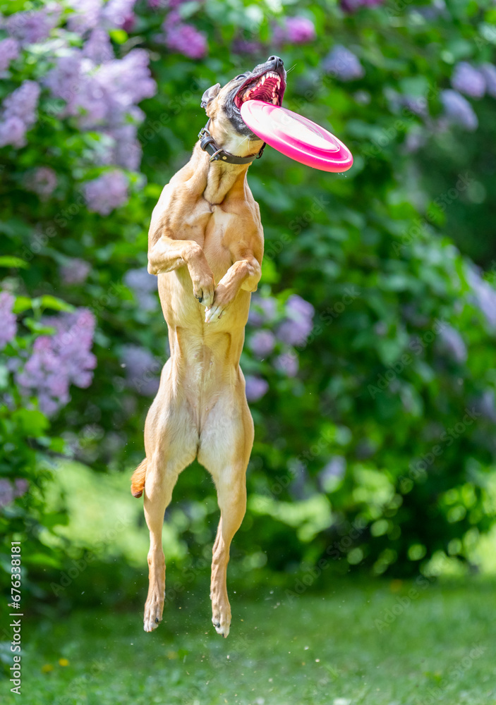 Dog catches a Frisbee disc