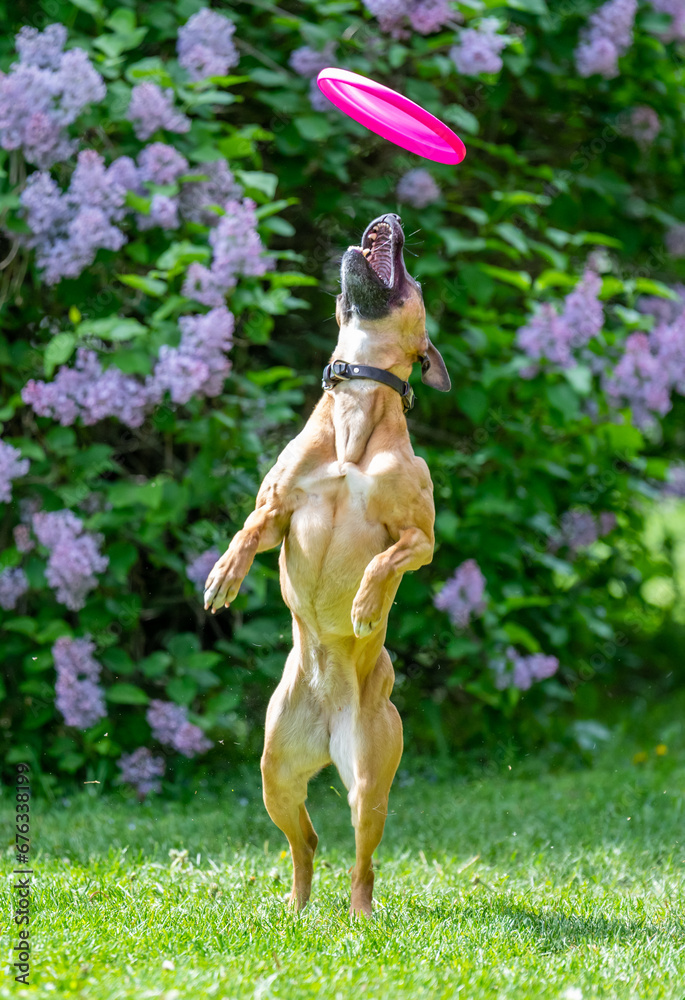 Dog catches a Frisbee disc