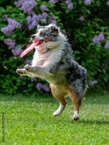 Obraz na płótnie Dog catches a Frisbee disc w salonie