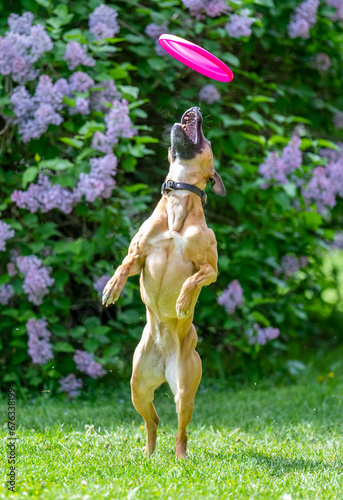 Obraz na płótnie Dog catches a Frisbee disc w salonie