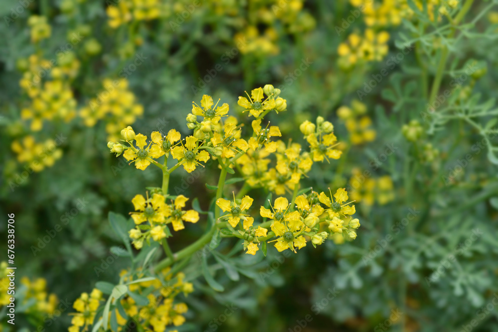 Common rue flowers