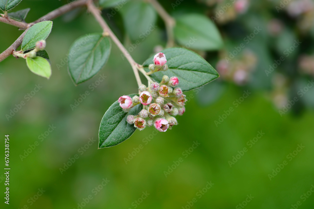 Black-berried cotoneaster branch with flower buds Black-berried cotoneaster branch with flower buds
