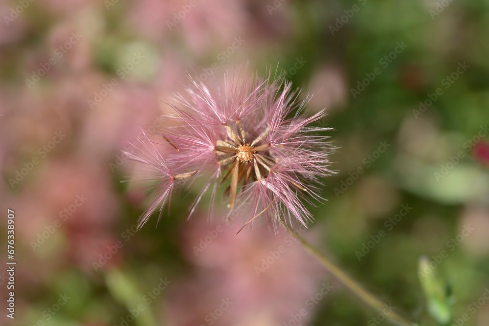 Spreading fleabane seed head